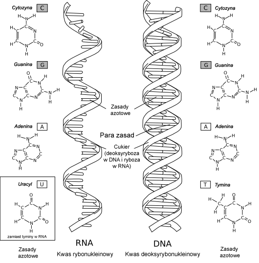 porównanie DNA i RNA